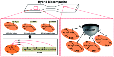 Influence of epoxidized natural rubber on the phase structure and  toughening behavior of biocarbon reinforced nylon 6 biocomposites - RSC  Advances (RSC Publishing)