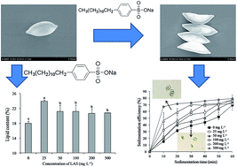 Linear Alkylbenzene Sulfonate Las Promotes Sedimentation And Lipid Accumulation In Scenedesmus Obliquus Rsc Advances Rsc Publishing