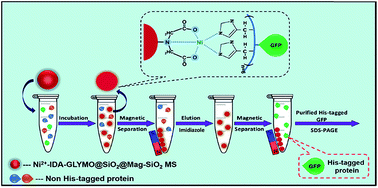 Highly selective magnetic affinity purification of histidine-tagged  proteins by Ni2+ carrying monodisperse composite microspheres - RSC  Advances (RSC Publishing)