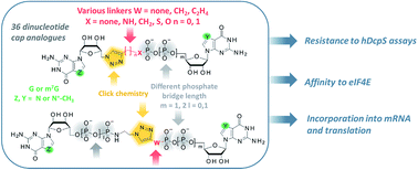 A novel route for preparing 5′ cap mimics and capped RNAs:  phosphate-modified cap analogues obtained via click chemistry - Chemical  Science (RSC Publishing)