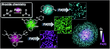 A universal fluorogenic switch for Fe(ii) ion based on N-oxide ...