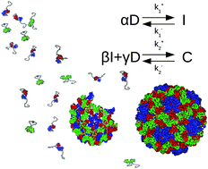 Identification of a major intermediate along the self-assembly pathway ...