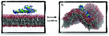 Membrane negative curvature induced by a hybrid peptide from pediocin ...