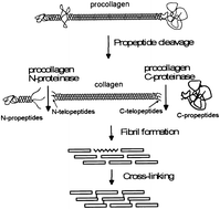 Collagen: a network for regenerative medicine - Journal of Materials ...
