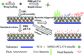 A self-defensive antibacterial coating acting through the  bacteria-triggered release of a hydrophobic antibiotic from layer-by-layer  films - Journal of Materials Chemistry B (RSC Publishing)