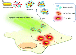 Exploiting the protein corona around gold nanorods for low-dose combined photothermal and ...