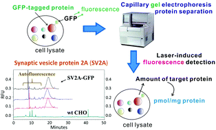 Quantification of green fluorescent protein-(GFP-) tagged membrane proteins  by capillary gel electrophoresis - Analyst (RSC Publishing)