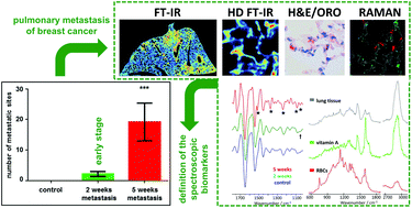 Ft Ir And Raman Based Biochemical Profiling Of The Early Stage Of Pulmonary Metastasis Of Breast Cancer In Mice Analyst Rsc Publishing