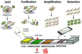 Paper Based Nucleic Acid Amplification Tests For Point Of Care Diagnostics Analyst Rsc Publishing