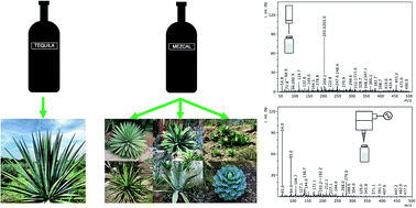 agave varieties Americana Silver Agave