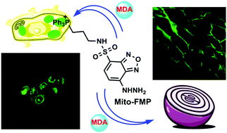 A mitochondria-targeted fluorescent probe for imaging endogenous  malondialdehyde in HeLa cells and onion tissues - Chemical Communications  (RSC Publishing)