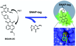 A wash-free SNAP-tag fluorogenic probe based on the additive effects of  quencher release and environmental sensitivity - Chemical Communications  (RSC Publishing)