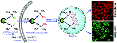 Lanthanoplatins Emissive Eu Iii And Tb Iii Complexes Staining Nucleoli Targeted Through Pt Dna Crosslinking Chemical Communications Rsc Publishing