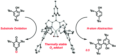 Reactivity of Dioxygen−Copper Systems