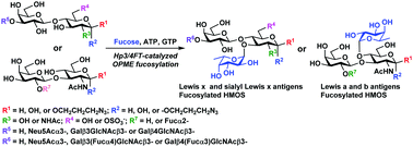 H Pylori A1 3 4 Fucosyltransferase Hp3 4ft Catalyzed One Pot Multienzyme Opme Synthesis Of Lewis Antigens And Human Milk Fucosides Chemical Communications Rsc Publishing