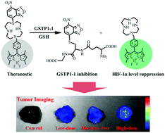 Dual-target cancer theranostic for glutathione S-transferase and  hypoxia-inducible factor-1α inhibition