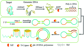 Amplified Detection Of Genome Containing Biological Targets Using Terminal Deoxynucleotidyl Transferase Assisted Rolling Circle Amplification Chemical Communications Rsc Publishing