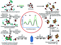 Inhibition of GNNQQNY prion peptide aggregation by trehalose: a ...