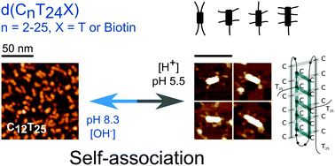 The Structural Diversity Of C Rich Dna Aggregates Unusual Self Assembly Of Beetle Like Nanostructures Physical Chemistry Chemical Physics Rsc Publishing