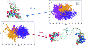 Accelerating the Ensemble Convergence of RNA Hairpin Simulations with a  Replica Exchange Structure Reservoir