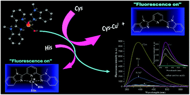 Copper(ii)-benzimidazole complexes as efficient fluorescent probes for ...