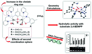 Synthesis And Characterization Of Feiii M Oh Znii Complexes Effects Of A Second Coordination Sphere And Increase In The Chelate Ring Size On The Hydrolysis Of A Phosphate Diester And Dna Dalton Transactions Rsc