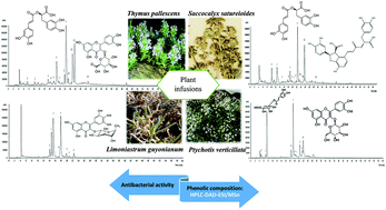 Profiling polyphenol composition by HPLC-DAD-ESI/MSn and the ...