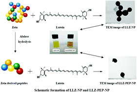 Zein Derived Peptides As Nanocarriers To Increase The Water Solubility And Stability Of Lutein Food Function Rsc Publishing