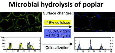 cellulose plant cell