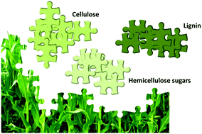 Effective fractionation of lignocellulose in herbaceous biomass and  hardwood using a mild acetone organosolv process - Green Chemistry (RSC  Publishing)