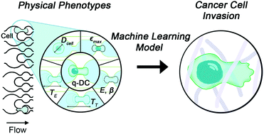 Predicting Cancer Cell Invasion By Single Cell Physical Phenotyping Integrative Biology Rsc Publishing