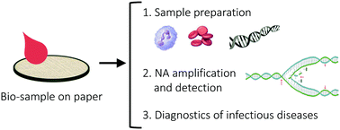 Paper Microfluidics For Nucleic Acid Amplification Testing Naat Of Infectious Diseases Lab On A Chip Rsc Publishing