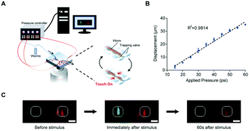 Automated And Controlled Mechanical Stimulation And Functional Imaging In Vivo In C Elegans Lab On A Chip Rsc Publishing