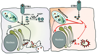 Cellular Copper Homeostasis Current Concepts On Its Interplay With   C7MT00066A