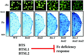 Brutus And Its Paralogs Bts Like1 And Bts Like2 Encode Important Negative Regulators Of The Iron Deficiency Response In Arabidopsis Thaliana Metallomics Rsc Publishing