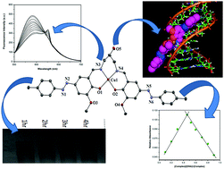 Syntheses, crystal structures, DNA binding, DNA cleavage, molecular ...