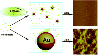 The Size Effect Of Gold Nanoparticles And Nanoclusters In The Inhibition Of Amyloid B Fibrillation Nanoscale Rsc Publishing