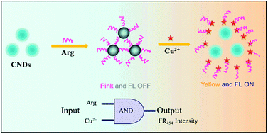 Carbon Nano Dots As A Fluorescent And Colorimetric Dual Readout Probe For The Detection Of Arginine And Cu2 And Its Logic Gate Operation Nanoscale Rsc Publishing