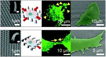 Cellular Behavior Controlled By Bio Inspired And Geometry Tunable Nanohairs Nanoscale Rsc Publishing