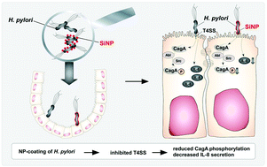 Nanoparticle Binding Attenuates The Pathobiology Of Gastric Cancer Associated Helicobacter Pylori Nanoscale Rsc Publishing