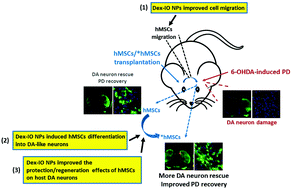 Dextran Coated Iron Oxide Nanoparticle Improved Therapeutic Effects Of Human Mesenchymal Stem Cells In A Mouse Model Of Parkinson S Disease Nanoscale Rsc Publishing