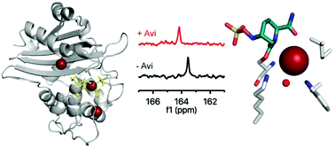 13c Carbamylation As A Mechanistic Probe For The Inhibition Of Class D B Lactamases By Avibactam And Halide Ions Organic Biomolecular Chemistry Rsc Publishing
