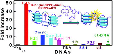 Tetrazolylpyrene Unnatural Nucleoside As A Human Telomeric Multimeric G Quadruplex Selective Switch On Fluorescent Sensor Organic Biomolecular Chemistry Rsc Publishing