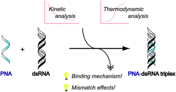 Kinetic And Thermodynamic Analysis Of Triplex Formation Between Peptide Nucleic Acid And Double Stranded Rna Organic Biomolecular Chemistry Rsc Publishing