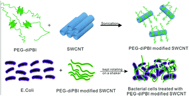 Aqueous Dispersion Of Single Walled Carbon Nanotubes Stabilized By PEG ...