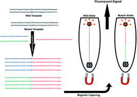 Fluorescent Detection Of Point Mutation Via Ligase Reaction Assisted By Quantum Dots And Magnetic Nanoparticle Based Probes Rsc Advances Rsc Publishing