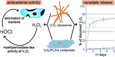 Design Of A Multifunctional Vanadium Pentoxide Polymer Biocomposite For Implant Coating Applications Rsc Advances Rsc Publishing