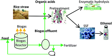 Efficient Hydrolysis And Ethanol Production From Rice Straw By Pretreatment With Organic Acids And Effluent Of Biogas Plant Rsc Advances Rsc Publishing