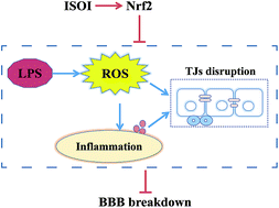 Isoastragaloside I suppresses LPS-induced tight junction disruption and  monocyte adhesion on bEnd.3 cells via an activating Nrf2 antioxidant  defense system - RSC Advances (RSC Publishing)