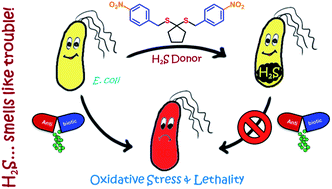 “On demand” redox buffering by H2S contributes to antibiotic resistance